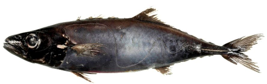 Lepidocybium flavobrunneum_04.jpg